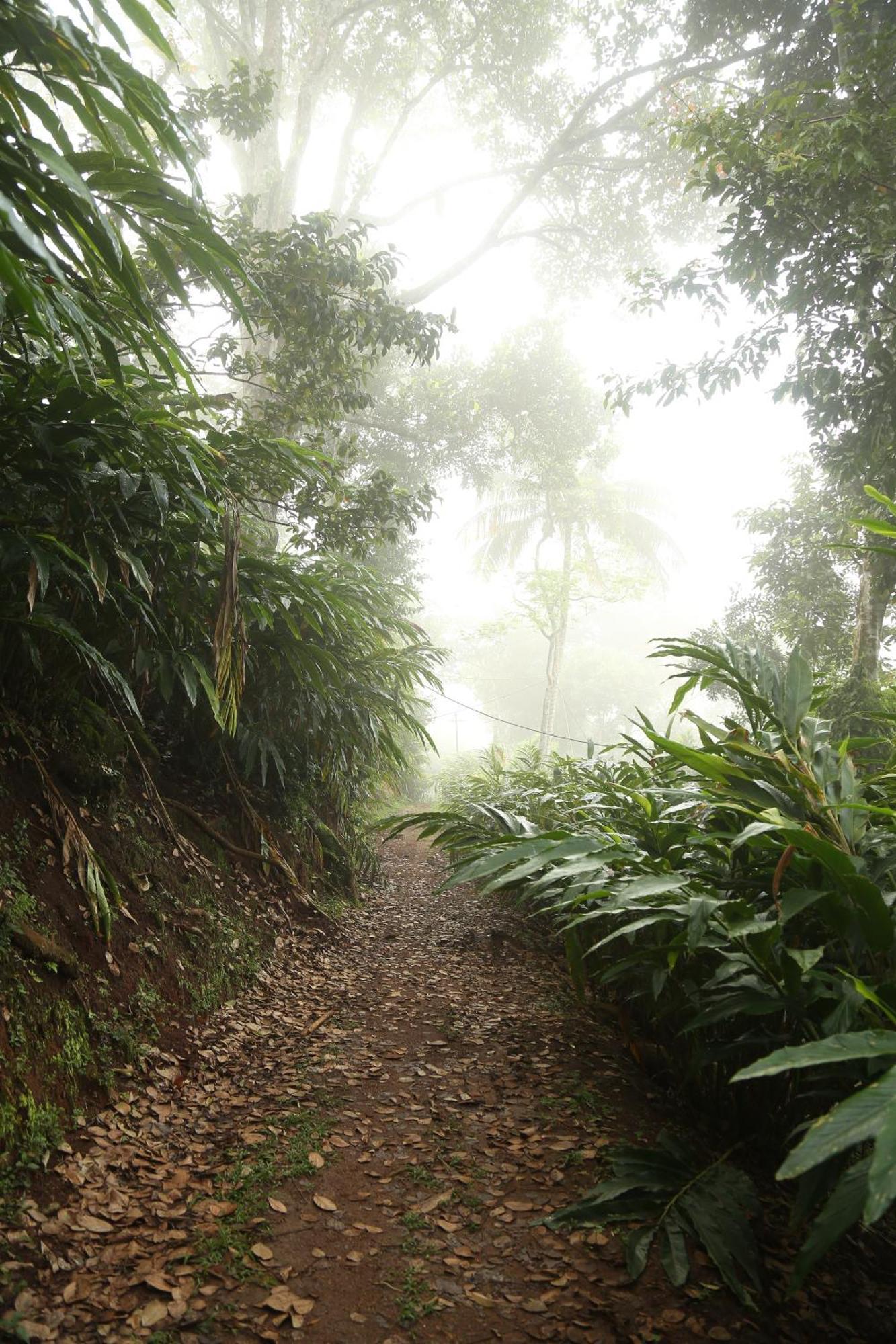 Spice Forest Plantation Homestay, Thekkady Vandiperiyār Extérieur photo